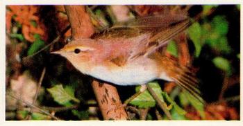 1980 Brooke Bond Woodland Wildlife #9 Wood Warbler Front