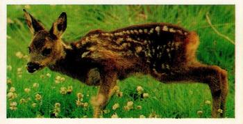 1980 Brooke Bond Woodland Wildlife #27 Roe Deer Front
