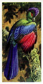 1974 Brooke Bond Tropical Birds #9 Purple-Crested Turaco Front