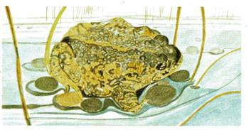1978 Brooke Bond Vanishing Wildlife #4 Natterjack Toad Front