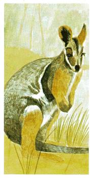 1978 Brooke Bond Vanishing Wildlife #39 Yellow-footed Rock Wallaby Front
