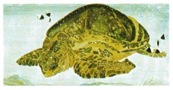 1988 Brooke Bond Vanishing Wildlife #1 Green Turtle Front