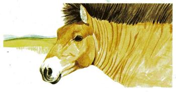 1988 Brooke Bond Vanishing Wildlife #8 Przewalski's Horse Front