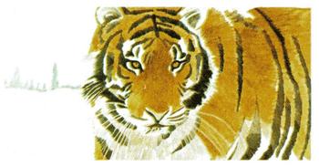 1988 Brooke Bond Vanishing Wildlife #9 Siberian Tiger Front