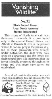 1988 Brooke Bond Vanishing Wildlife #31 Black Footed Ferret Back
