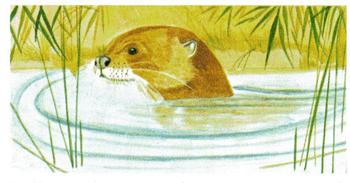 1988 Brooke Bond Vanishing Wildlife #32 Giant Otter Front