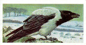 1965 Brooke Bond Wild Birds in Britain #2 Hooded Crow Front