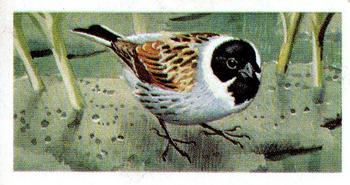 1965 Brooke Bond Wild Birds in Britain #7 Reed Bunting Front