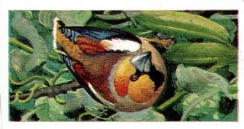 1965 Brooke Bond Wild Birds in Britain #9 Hawfinch Front