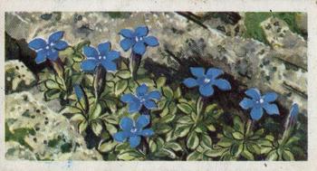 1964 Brooke Bond Wild Flowers Series 3 #4 Spring Gentian Front