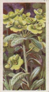 1964 Brooke Bond Wild Flowers Series 3 #5 Wood Spurge Front