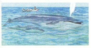 1963 Brooke Bond Wildlife In Danger #7 Blue Whale Front
