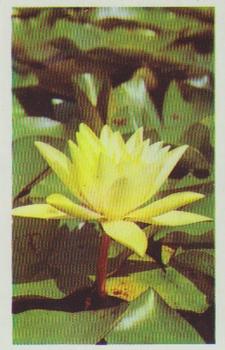 1970 Trucards Flowers #3 Water Lily Front