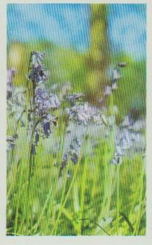 1970 Trucards Flowers #7 Bluebell Front