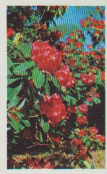 1970 Trucards Flowers #8 Rhododendron Front