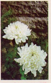 1970 Trucards Flowers #23 Chrysanthemum Front