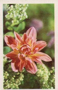 1970 Trucards Flowers #24 Dahlia Front