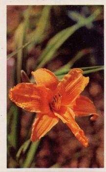 1970 Trucards Flowers #25 Lily Front