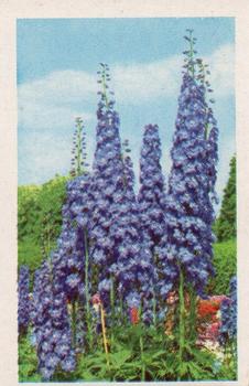 1970 Trucards Flowers #27 Delphinium Front