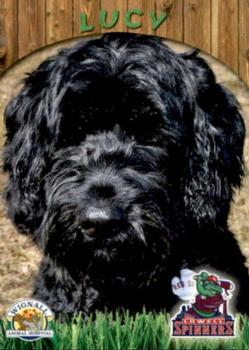 2017 Grandstand Lowell Spinners Wignall Animal Hospital SGA #8 Lucy - Portuguese Water Dog Front