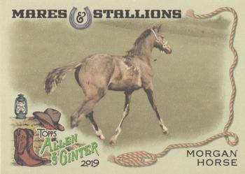 2019 Topps Allen & Ginter - Mares & Stallions #MS-5 Morgan Horse Front