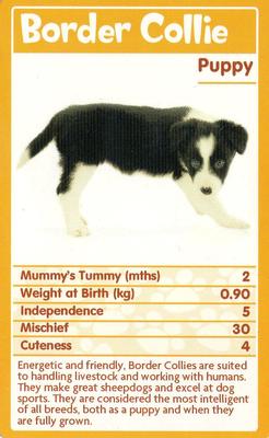 2010 Top Trumps Baby Animals #NNO Border Collie Front