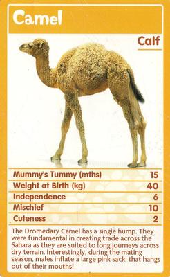 2010 Top Trumps Baby Animals #NNO Camel Front