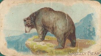 1909 Philadelphia Caramel Zoo (E28) #NNO Grizzly Bear Front