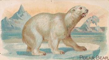 1909 Philadelphia Caramel Zoo (E28) #NNO Polar Bear Front