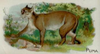 1909 Philadelphia Caramel Zoo (E28) #NNO Puma Front
