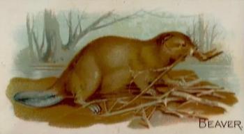 1909 Philadelphia Caramel Zoo (E28) #NNO Beaver Front