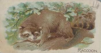 1909 Philadelphia Caramel Zoo (E28) #NNO Raccoon Front