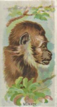 1909 Philadelphia Caramel Zoo (E28) #NNO Monkey Front