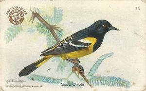 1922 Church & Dwight Useful Birds of America Third Series (J7) #11 Scott Oriole Front