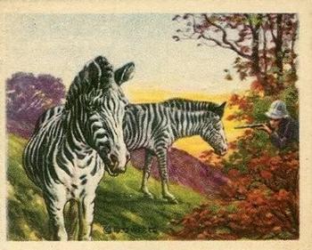 1933 Planters Big Game Hunted Animals (R71) #1 Zebra Front