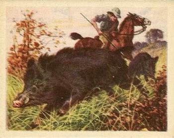1933 Planters Big Game Hunted Animals (R71) #6 Wild Boar Front