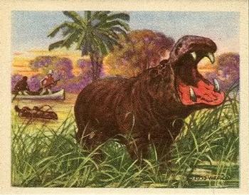 1933 Planters Big Game Hunted Animals (R71) #9 Hippopotamus Front