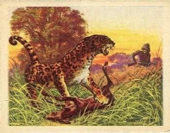 1933 Planters Big Game Hunted Animals (R71) #24 Leopard Front