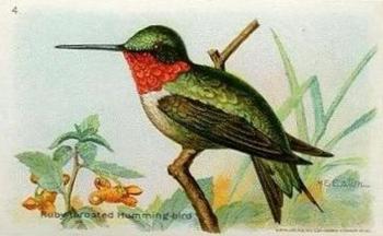 1933 Church & Dwight Useful Birds of America Seventh Series (J9-3) #4 Ruby-throated Hummingbird Front