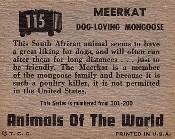 1951 Topps Animals of the World (R714-1) #115 Meerkat Back