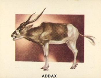 1951 Topps Animals of the World (R714-1) #118 Addax Front