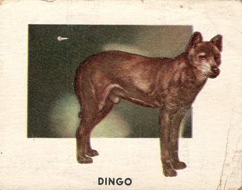 1951 Topps Animals of the World (R714-1) #119 Dingo Front