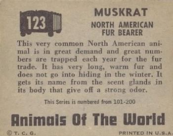 1951 Topps Animals of the World (R714-1) #123 Muskrat Back