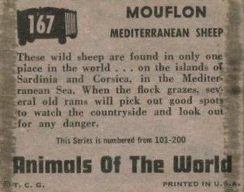 1951 Topps Animals of the World (R714-1) #167 Mouflon Back