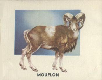 1951 Topps Animals of the World (R714-1) #167 Mouflon Front