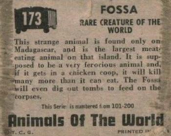 1951 Topps Animals of the World (R714-1) #173 Fossa Back