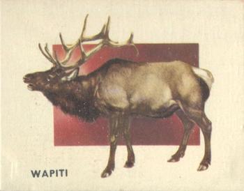 1951 Topps Animals of the World (R714-1) #187 Wapiti Front