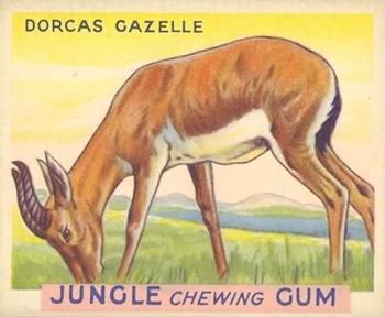 1933 Jungle Chewing Gum (R78) #14 Dorcas Gazelle Front