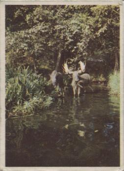 1965 Donruss Disneyland (Blue Back) #47 Startlingly Lifelike in Appearance and Movement, These Animals Inhabit the Rivers of America at Disneyland Front