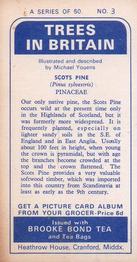 1966 Brooke Bond Trees In Britain #3 Scots Pine Back